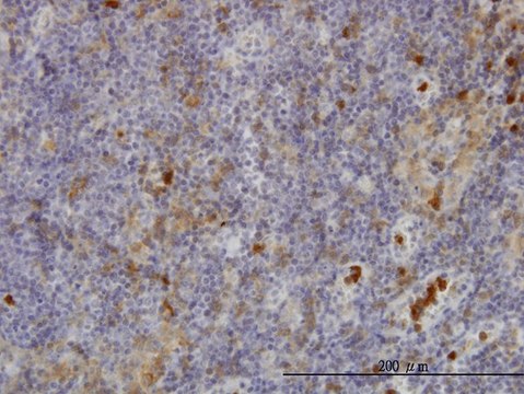 ANTI-FGR antibody produced in mouse clone 3B11, purified immunoglobulin, buffered aqueous solution