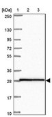 Anti-HOXA4 antibody produced in rabbit Prestige Antibodies&#174; Powered by Atlas Antibodies, affinity isolated antibody, buffered aqueous glycerol solution