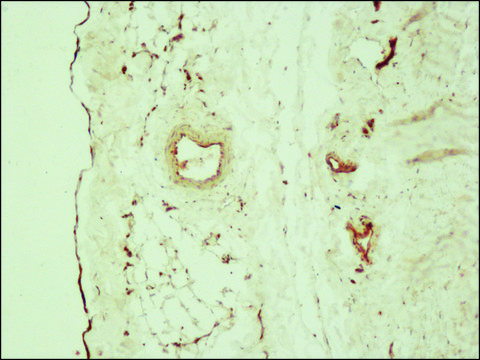 Anti-Claudin-5 antibody produced in rabbit ~1.0&#160;mg/mL, affinity isolated antibody