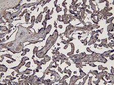 Anti-IDO1 antibody produced in goat affinity isolated antibody, buffered aqueous solution