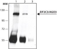 Anti-EIF2C3/Ago3 antibody produced in rabbit ~1.0&#160;mg/mL, affinity isolated antibody