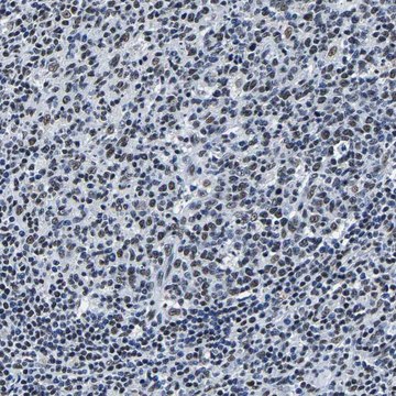 Anti-RBM45 antibody produced in rabbit Prestige Antibodies&#174; Powered by Atlas Antibodies, affinity isolated antibody, buffered aqueous glycerol solution