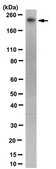 Anti-RNA polymerase II Antibody, clone CTD4H8, Ascites Free clone CTD4H8, from mouse