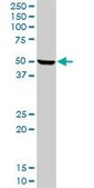 Anti-HPX antibody produced in rabbit purified immunoglobulin, buffered aqueous solution
