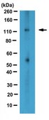 Anti-Lipin-1 Antibody from rabbit, purified by affinity chromatography