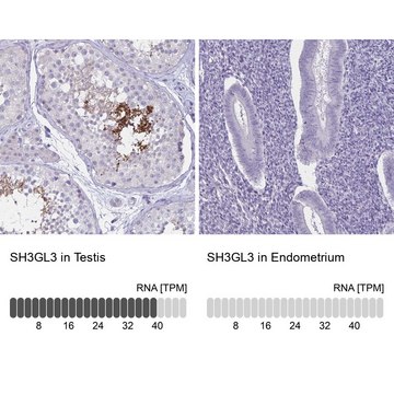 Anti-SH3GL3 antibody produced in rabbit Prestige Antibodies&#174; Powered by Atlas Antibodies, affinity isolated antibody, buffered aqueous glycerol solution