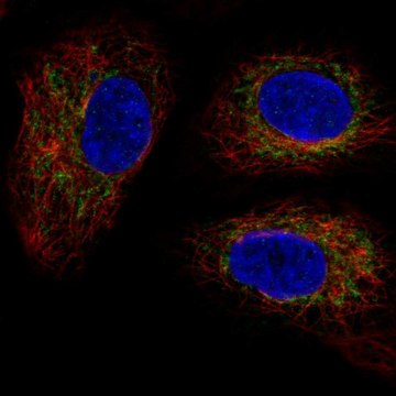 Anti-TMEM11 antibody produced in rabbit Prestige Antibodies&#174; Powered by Atlas Antibodies, affinity isolated antibody