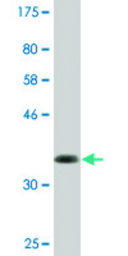 Monoclonal Anti-ABI3BP antibody produced in mouse clone 2B8, purified immunoglobulin, buffered aqueous solution