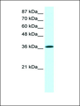 Anti-KLF1 antibody produced in rabbit IgG fraction of antiserum