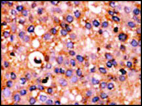 Anti-PSKH1 (N-term L9) antibody produced in rabbit saturated ammonium sulfate (SAS) precipitated, buffered aqueous solution