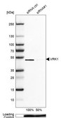 Anti-VRK1 antibody produced in rabbit Prestige Antibodies&#174; Powered by Atlas Antibodies, affinity isolated antibody, buffered aqueous glycerol solution