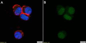 Anti-Cyclin E Antibody, clone 1C7 ZooMAb&#174; Rabbit Monoclonal recombinant, expressed in HEK 293 cells