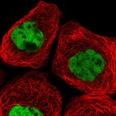 Anti-GINS1 antibody produced in rabbit Prestige Antibodies&#174; Powered by Atlas Antibodies, affinity isolated antibody, buffered aqueous glycerol solution