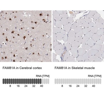 Anti-FAM81A antibody produced in rabbit Prestige Antibodies&#174; Powered by Atlas Antibodies, affinity isolated antibody, buffered aqueous glycerol solution