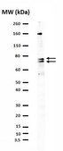 Anti-Tbr2 Antibody from chicken, purified by affinity chromatography