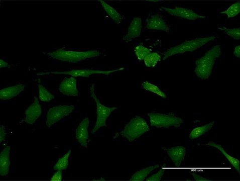 Anti-PSME3 antibody produced in mouse purified immunoglobulin, buffered aqueous solution