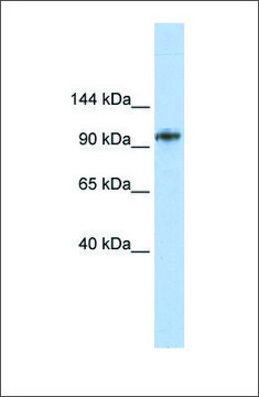 Anti-BBX antibody produced in rabbit affinity isolated antibody