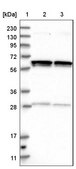 Anti-GLMN antibody produced in rabbit Prestige Antibodies&#174; Powered by Atlas Antibodies, affinity isolated antibody, buffered aqueous glycerol solution