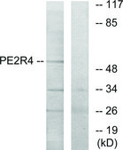 Anti-PE2R4 antibody produced in rabbit affinity isolated antibody