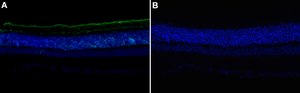Anti-Rhodopsin Antibody, clone 4D2 ZooMAb&#174; Mouse Monoclonal recombinant, expressed in HEK 293 cells