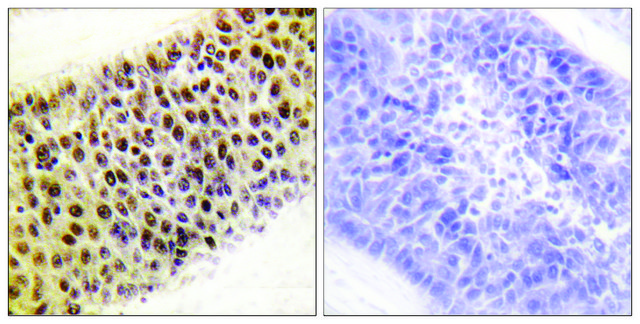 Anti-TIP60 antibody produced in rabbit affinity isolated antibody
