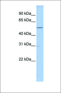 Anti-GNAL antibody produced in rabbit affinity isolated antibody