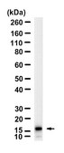 Anti-p-Histone H2A(Ser129) Antibody, clone 2M22 ZooMAb&#174; Rabbit Monoclonal recombinant, expressed in HEK 293 cells