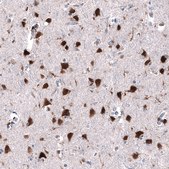 Monoclonal Anti-RBFOX3 antibody produced in mouse Prestige Antibodies&#174; Powered by Atlas Antibodies, clone CL11896, purified immunoglobulin, buffered aqueous glycerol solution