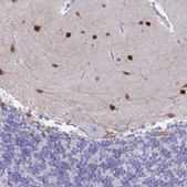 Anti-SCGN antibody produced in rabbit affinity isolated antibody, buffered aqueous glycerol solution