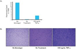In Vitro Vascular Permeability Assay (96-well) This In Vitro Vascular Permeability Assay kit employs a 96-well plate, and provides an efficient system for evaluating the effects of chemicals &amp; drug compounds on endothelial cell adsorption, transport &amp; permeability.