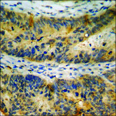 Anti-phospho-Akt (pSer473) antibody produced in rabbit affinity isolated antibody