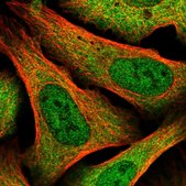 Anti-GPN1 antibody produced in rabbit Prestige Antibodies&#174; Powered by Atlas Antibodies, affinity isolated antibody, buffered aqueous glycerol solution