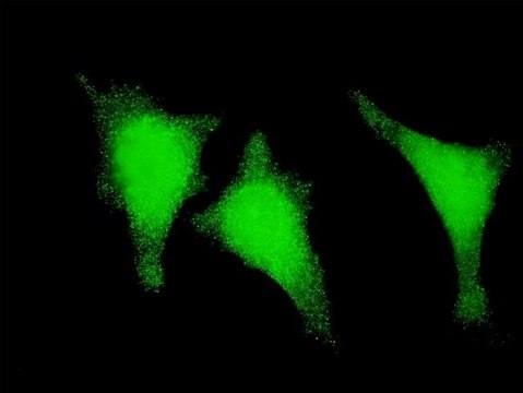ANTI-STAU1 antibody produced in mouse clone 4D6, purified immunoglobulin, buffered aqueous solution