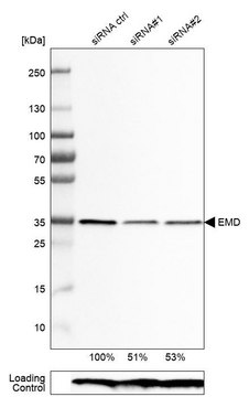 Monoclonal Anti-EMD antibody produced in mouse Prestige Antibodies&#174; Powered by Atlas Antibodies, clone CL0203, purified immunoglobulin, buffered aqueous glycerol solution