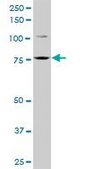 Anti-FCHSD1 antibody produced in mouse purified immunoglobulin, buffered aqueous solution