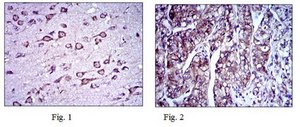 Anti-DCX Antibody, clone 2G5 clone 2G5, from mouse