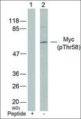 Anti-phospho-MYC (pThr58) antibody produced in rabbit affinity isolated antibody