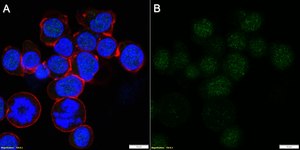 Anti-NFATc1 Antibody, clone 1O16 ZooMAb&#174; Rabbit Monoclonal recombinant, expressed in HEK 293 cells