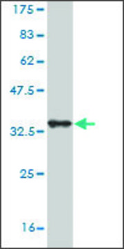 Monoclonal Anti-SORCS3 antibody produced in mouse clone 3B12, purified immunoglobulin, buffered aqueous solution