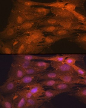 Anti-ISG15 antibody produced in rabbit