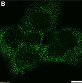 Anti-LRRFIP2 Antibody, clone 1B22 ZooMAb&#174; Rabbit Monoclonal recombinant, expressed in HEK 293 cells