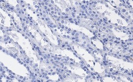 Anti-TAZ Antibody, clone 1M19 ZooMAb&#174; Rabbit Monoclonal recombinant, expressed in HEK 293 cells