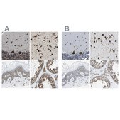 Anti-G3BP2 antibody produced in rabbit affinity isolated antibody, buffered aqueous glycerol solution