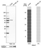 Anti-RBM47 antibody produced in rabbit Prestige Antibodies&#174; Powered by Atlas Antibodies, affinity isolated antibody, buffered aqueous glycerol solution