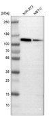 Anti-MCM3 antibody produced in rabbit Ab1, Prestige Antibodies&#174; Powered by Atlas Antibodies, affinity isolated antibody, buffered aqueous glycerol solution