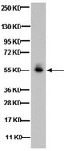 Anti-GABA A Receptor &#946; 2,3 Chain Antibody, clone BD17 clone BD17, Chemicon&#174;, from mouse