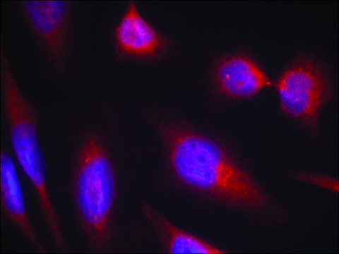 Anti-MAPT (Ab-214) antibody produced in rabbit affinity isolated antibody