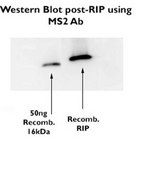 Anti-Enterobacterio Phage MS2 Coat Protein from rabbit, purified by affinity chromatography