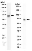 Anti-Wee1 from rabbit, purified by affinity chromatography