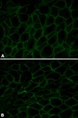 Anti-Dystrophin antibody, Mouse monoclonal clone MANDRA1, purified from hybridoma cell culture